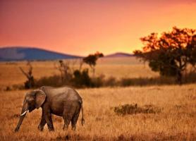 حیات وحش در پارک ملی سرژنتی