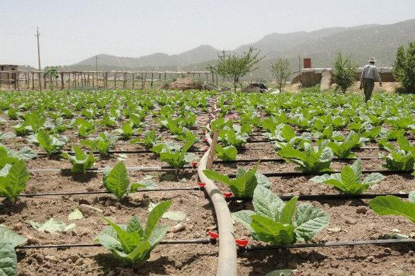 هدفگذاری پوشش 100 درصدی آبیاری قطره ای در دهستان کاکان