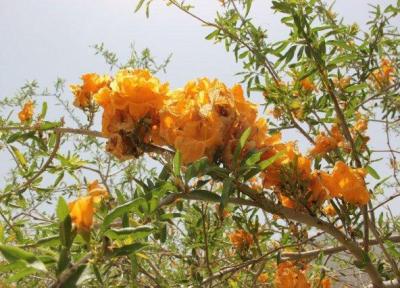 یکی از زیباترین درختان دنیا در ایران می میرد؟ + تصاویر