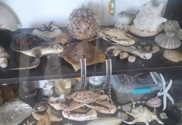 تعریف کار دانشجویی در موزه های دانشگاه مازندران، زندگی در پردیس را در دانشگاه محقق کنیم