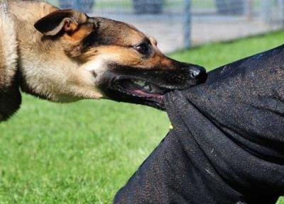 فرار از گاز دریافت سگ ها با واقعیت مجازی!