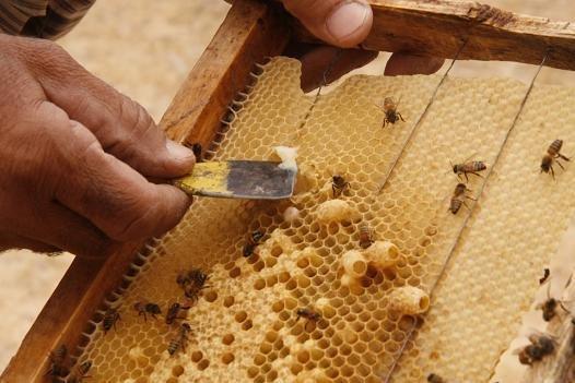 فراوری محصولی پردرآمد توسط زنبورداران کردستانی