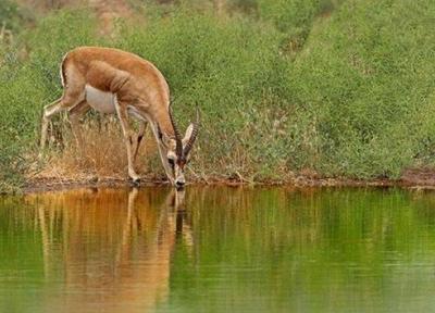 حیات وحش استان قم سرشماری شدند