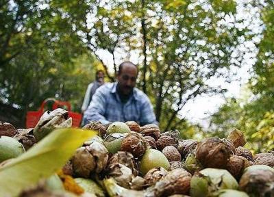 درآمد 70 درصد تویسرکانی ها با گردو گره خورده