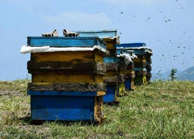 شروع سرشماری کندوهای زنبور عسل در چهارمحال و بختیاری