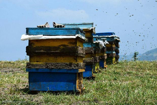 شروع سرشماری کندوهای زنبور عسل در چهارمحال و بختیاری