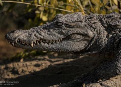 500 تمساح پوزه کوتاه در سیستان و بلوچستان سرشماری شدند