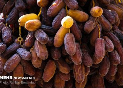 13 درصد خرمای استان بوشهر صادر می گردد