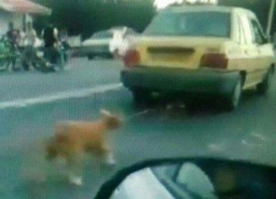 تکرار سگ آزاری در شفت، محیط زیست اقامه دعوی کرد