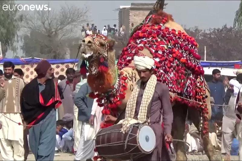 فیلم ، شترها در پاکستان کشتی می گیرند!