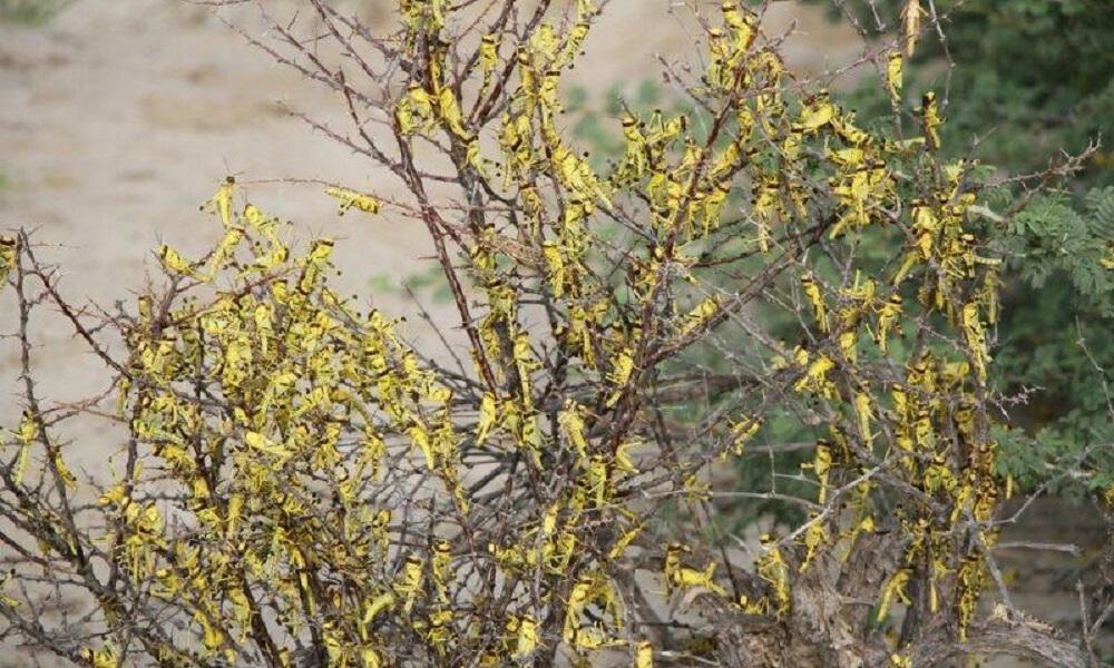 32 هزارهکتار زمین از وجود ملخ های بالدار صحرایی پاکسازی شد