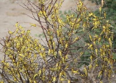 32 هزارهکتار زمین از وجود ملخ های بالدار صحرایی پاکسازی شد