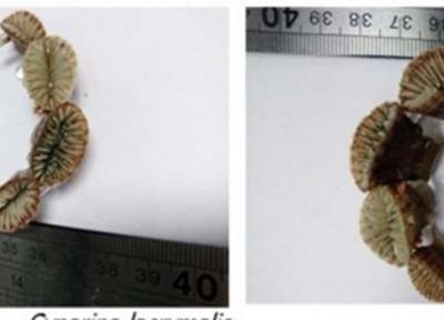 کشف یکی از زیستگاه های اصلی مرجان های منزوی (مرجان فنجانی) در خلیج فارس