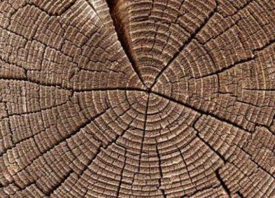 تغییرات آب و هوایی سرعت رشد درختان را زیاد می نماید