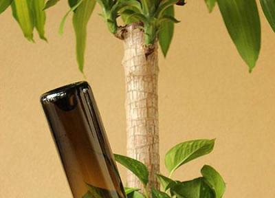 چگونه در زمان سفر گیاهان خود را آبیاری کنیم؟