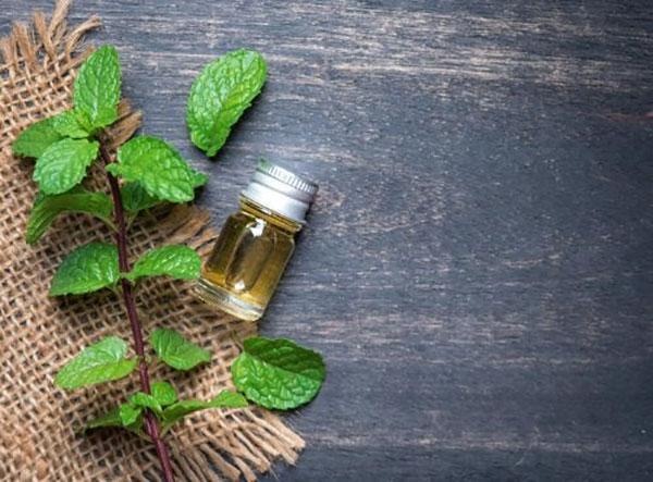 مزایای روغن نعناع برای سلامتی مزایای روغن نعناع برای سلامتی