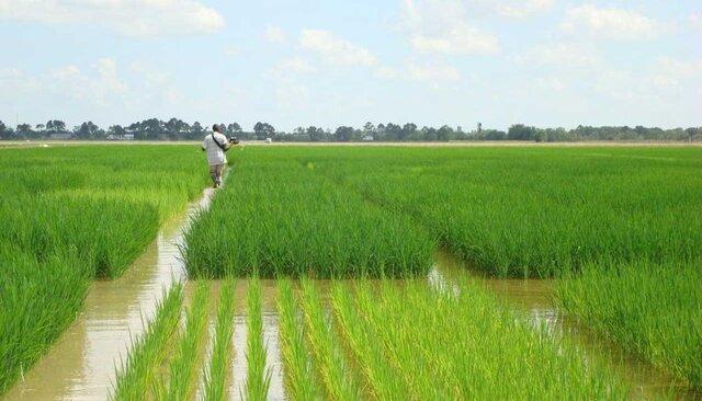 کاهش 32 درصدی تولیدات بخش زراعی سیستان و بلوچستان