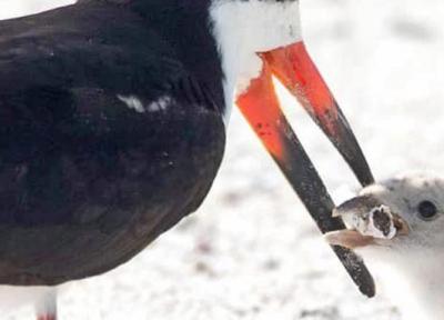 تصاویر تکان دهنده تغذیه پرندگان دریایی از ته سیگار گردشگران