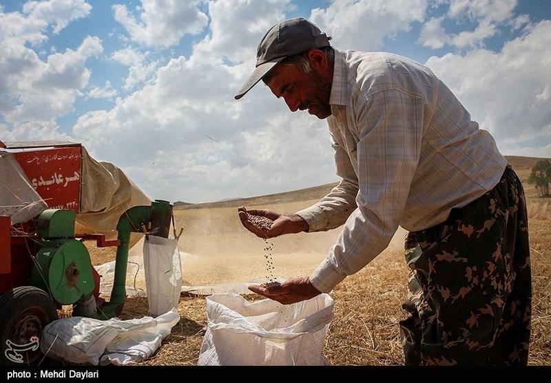 30 هزار تن گندم از استان کردستان به عمان صادر شد