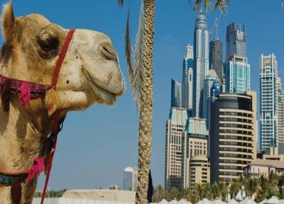 فیلم، مسابقات پرش از روی شتر در امارات، لگد شتر به قهرمان!