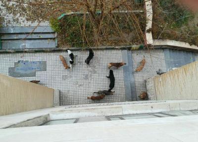 سگ های بی صاحب محله حکیمیه را قرق نموده اند