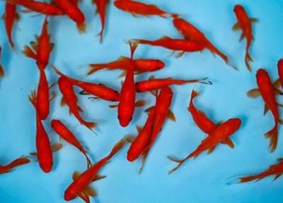 توصیه های بهداشتی نگهداری ماهی قرمز