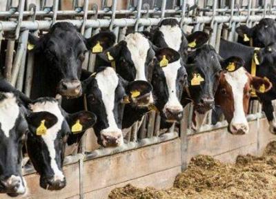 هویت گذاری 60 هزار رأس دام در همدان