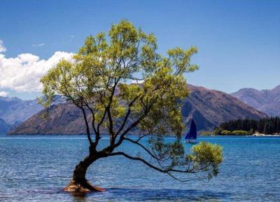 واناکا، معروف ترین درخت اینستاگرام آسیب دید ، سمبل امید نیوزلند را با اره بریدند