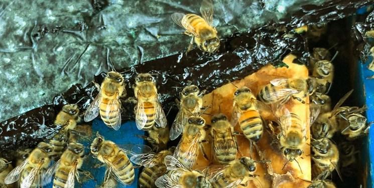 نجات زنبورعسل های در حال انقراض با جلبک