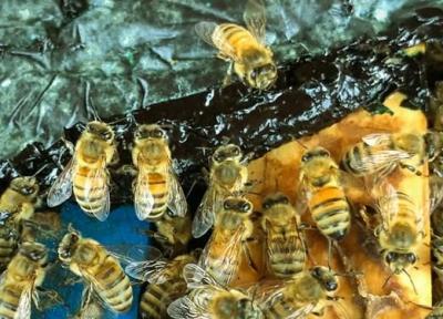 نجات زنبورعسل های در حال انقراض با جلبک
