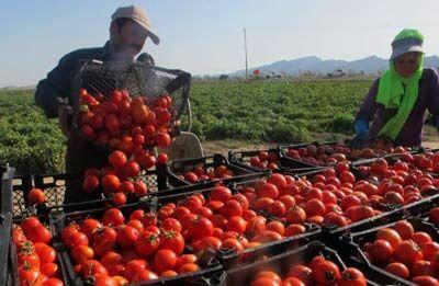 خبرنگاران برداشت گوجه فرنگی در پارس آباد شروع شد