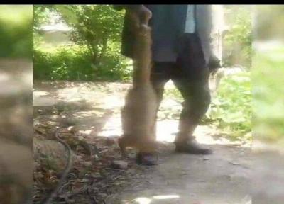 پخش فیلم شکار خدنگ در خفر دست شکارچیان را رو کرد