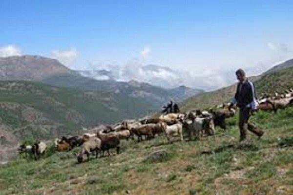 چوپان گرفتار در بلندی های کبیرکوه نجات یافت چوپان گرفتار در بلندی های کبیرکوه نجات یافت