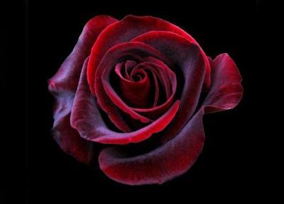 زیباترین گالری عکس گل رز در رنگ های مختلف و رویایی