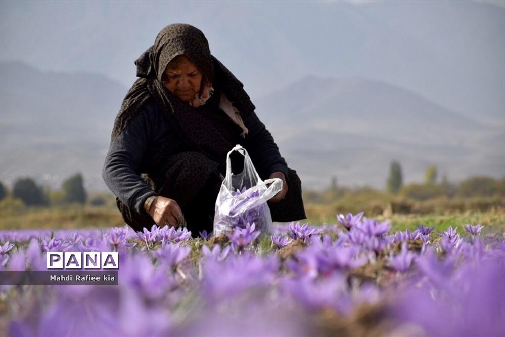 وزیر جهاد کشاورزی: خرید حمایتی زعفران از هفته آینده آغاز می شود