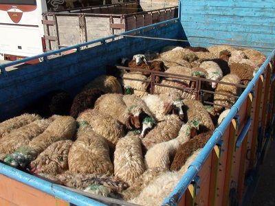 کشف بیش از 900 راس دام قاچاق در بوستان باشت کشف بیش از 900 راس دام قاچاق در بوستان باشت