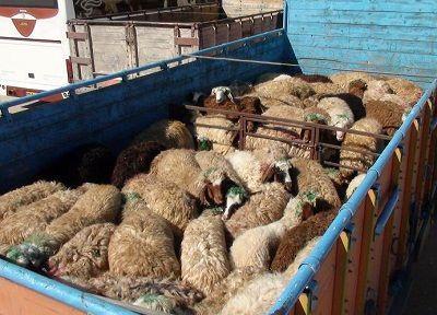 کشف بیش از 900 راس دام قاچاق در بوستان باشت