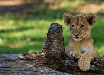 بهترین دیدنی های سیدنی برای بچه ها