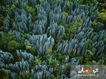 جنگل سینجی یا جنگل چاقوها در ماداگاسکار