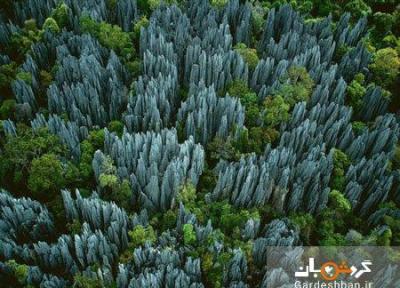 جنگل سینجی یا جنگل چاقوها در ماداگاسکار