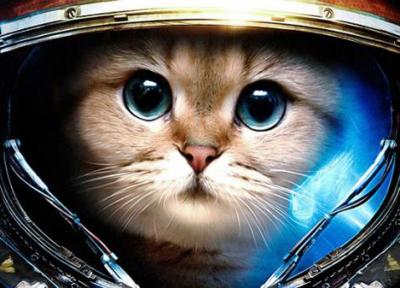 28 عکس گربه کارتونی؛ جدید و دوست داشتنی