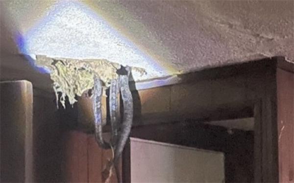 مهمانان ناخوانده خطرناک در زیر سقف خانه!
