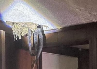 مهمانان ناخوانده خطرناک در زیر سقف خانه!