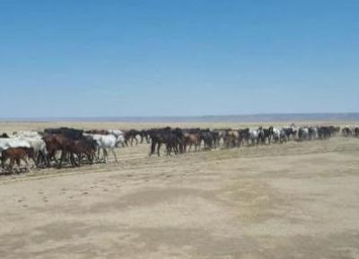 کمبود بارندگی در استپ های قزاقستان و مرگ اسب ها