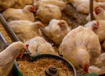 فروش مرغ بیش از 27 هزار تومان سودجویی است ، راستی آزمایی در آمار جوجه ریزی