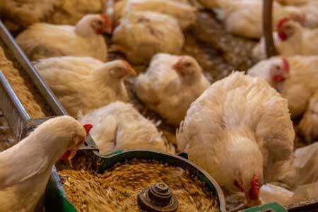 فروش مرغ بیش از 27 هزار تومان سودجویی است ، راستی آزمایی در فروش مرغ بیش از 27 هزار تومان سودجویی است ، راستی آزمایی در آمار جوجه ریزی