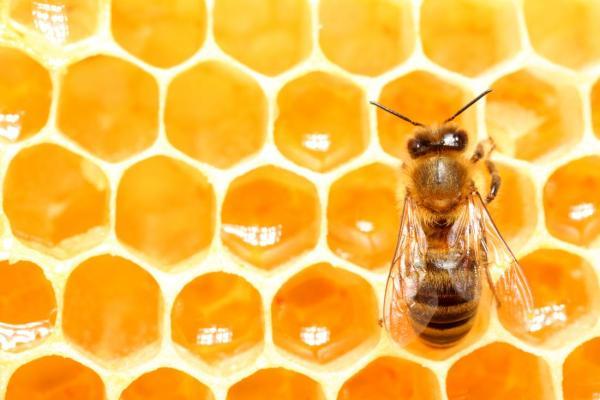 شباهت کلونی زنبور عسل با سازوکار تصمیم گیری انسان