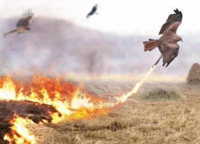 شاهین آتشین؛ پرنده ای که استرالیا را برای غذا آتش می زند!