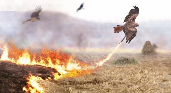 شاهین آتشین؛ پرنده ای که استرالیا را برای غذا آتش می زند!
