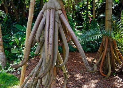 نخل رونده (Socratea exorrhiza): تحقیقی بر اساس یافته های علمی و فرهنگی